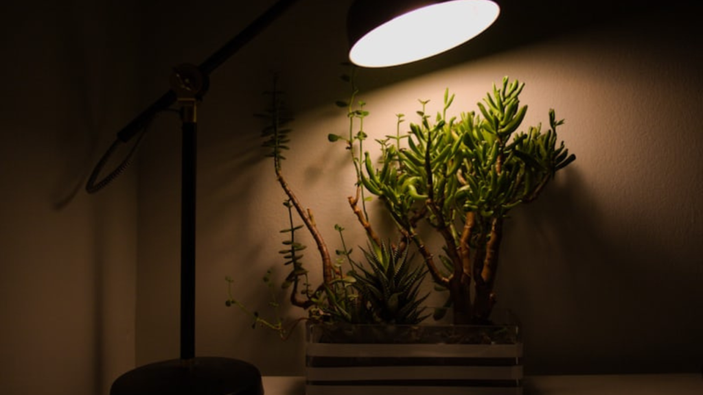 Understanding Indirect Light: Where Exactly Should You Place Your Plants?