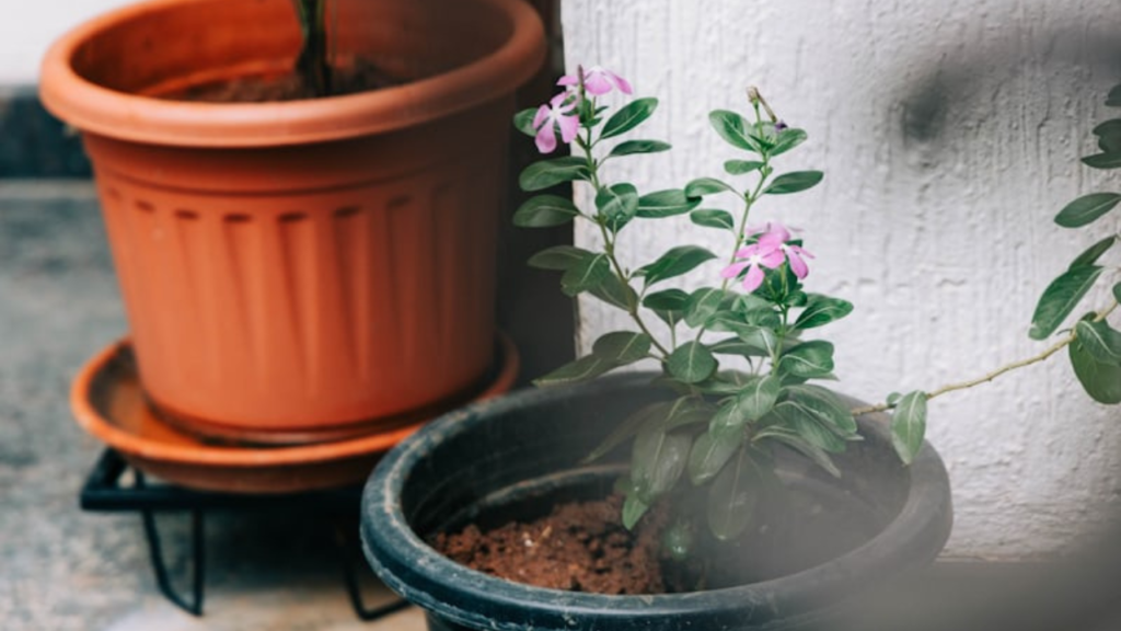 How to Successfully Re-pot Your Plants Without Shocking Them