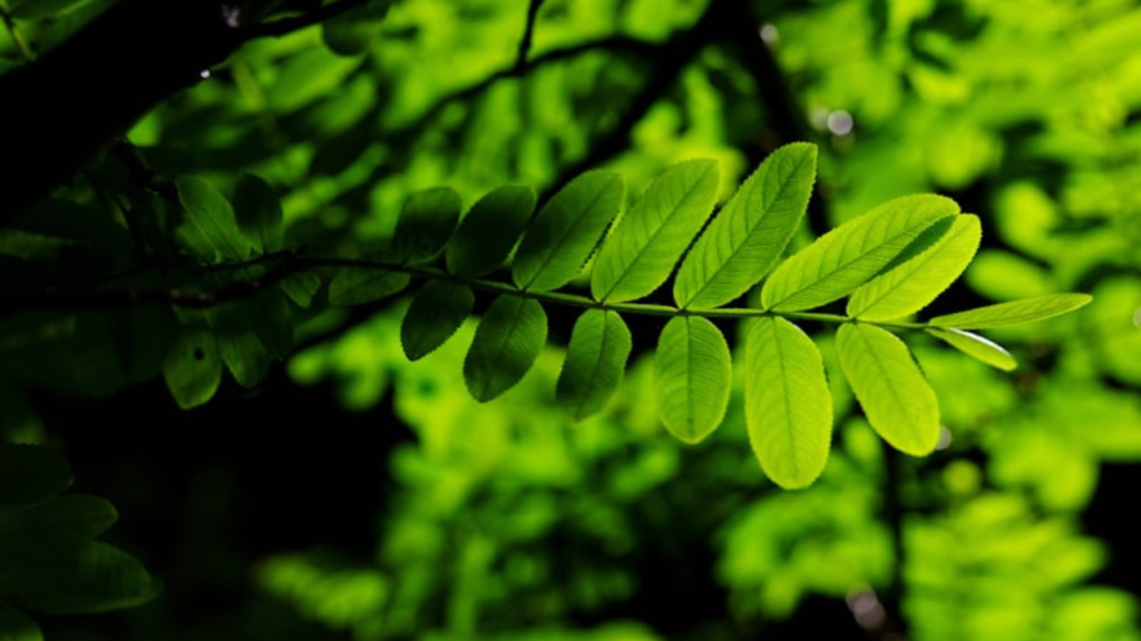 How to Clean Plant Leaves to Improve Photosynthesis and Shine