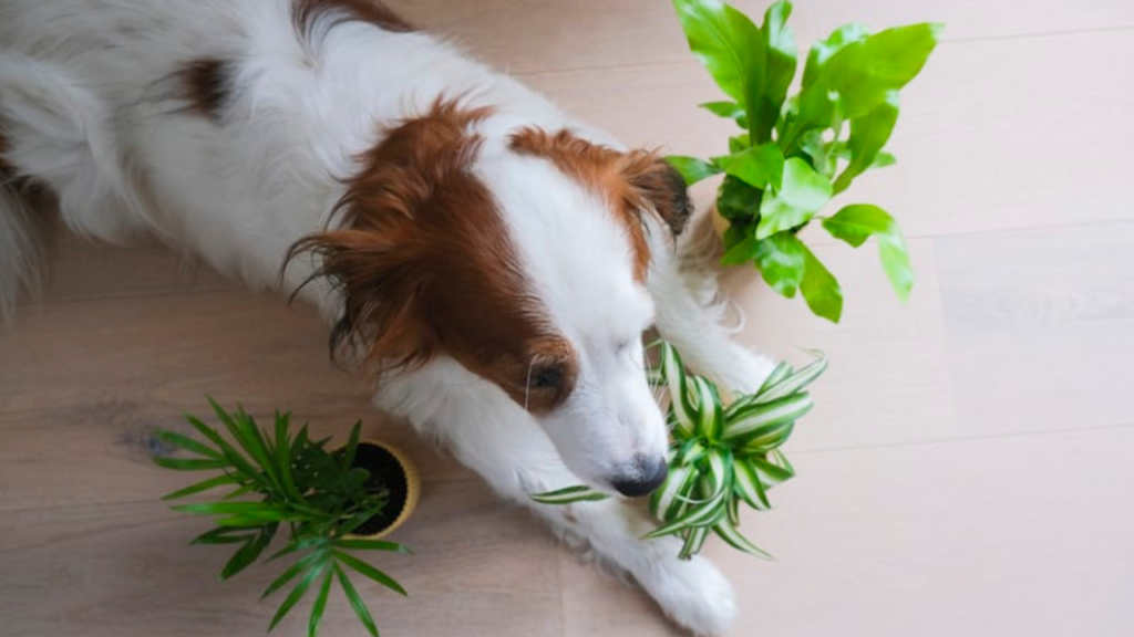 Pet-Safe Plants: Gorgeous Greenery That Won’t Harm Your Cat or Dog