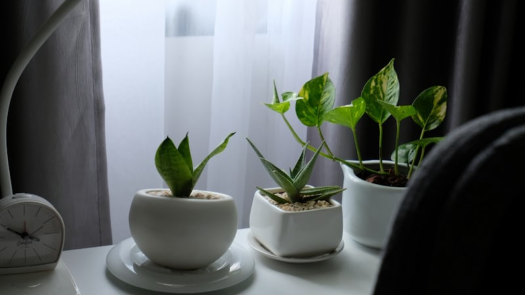 ​Low-Light Heroes: The Best Plants for Rooms with No Windows