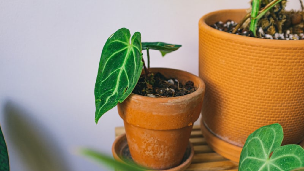 The Ultimate Guide to Reviving a Dying Houseplant