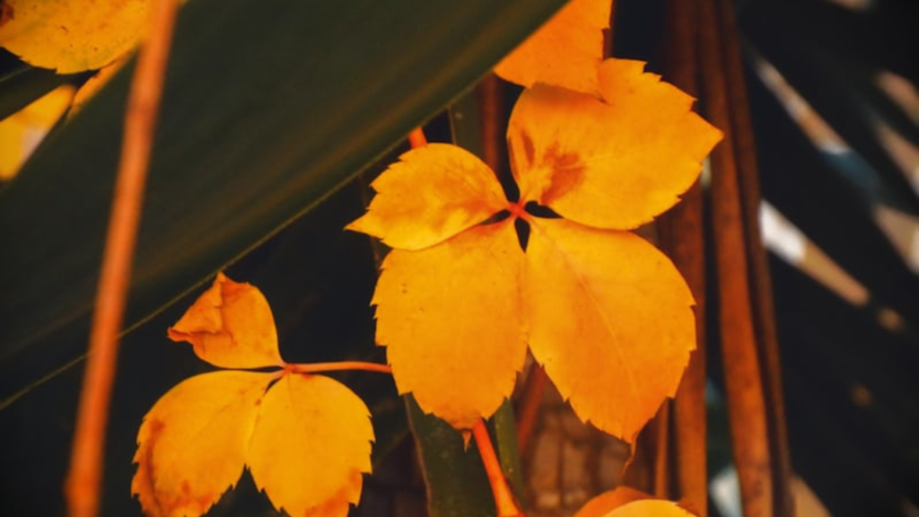 Why Are My Plant Leaves Turning Yellow? (And How to Fix It Fast)