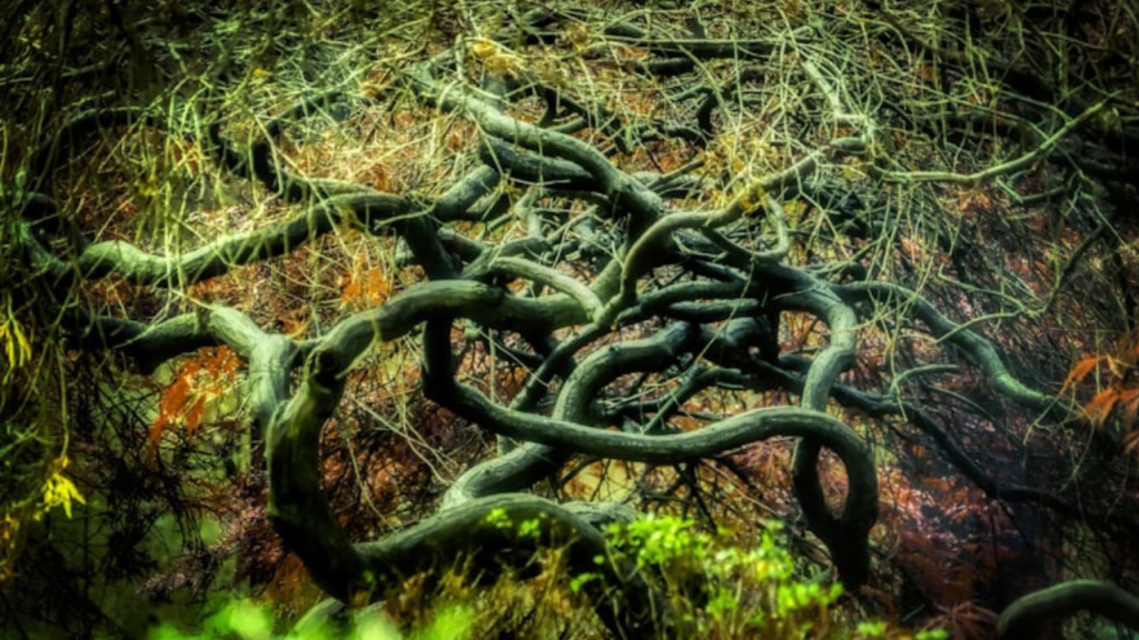 Root Rot 101: Signs, Causes, and Effective Treatments